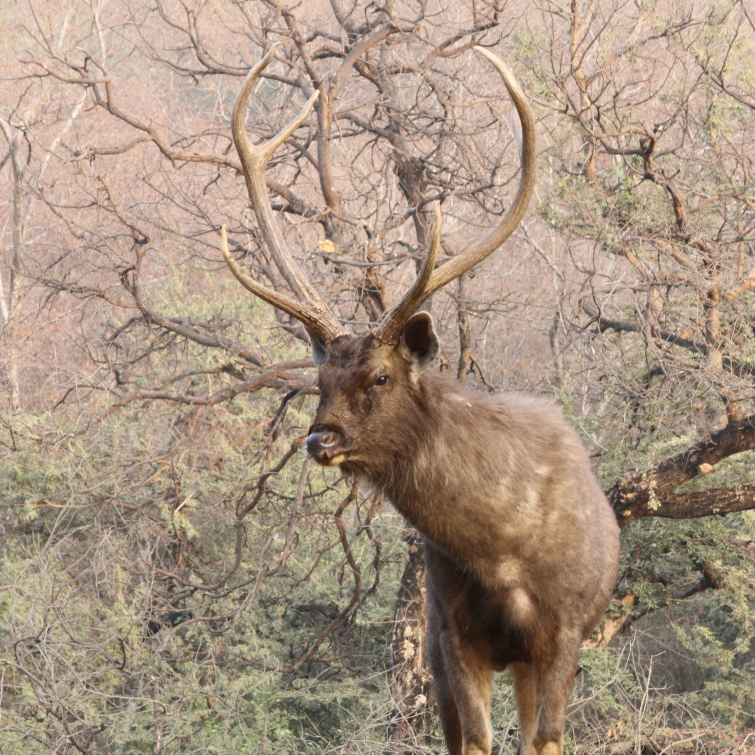 Ranthambore Wildlife Tour Package 3 Nights 4 Days | Tiger Safari Rajasthan | TraveloChat