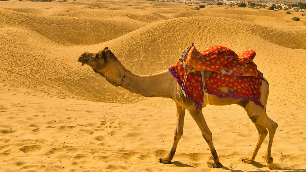 Jaisalmer Desert Tour Package 3 Nights 4 Days | Camel Safari & Desert Camp | TraveloChat